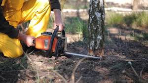 Best Stump Grinding and Removal  in Temple, TX