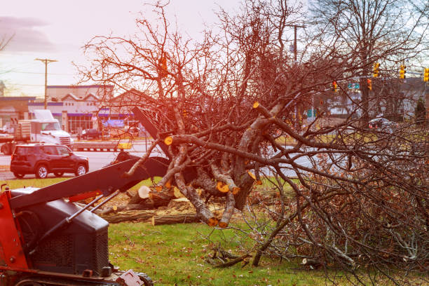 Best Tree Trimming and Pruning  in Temple, TX