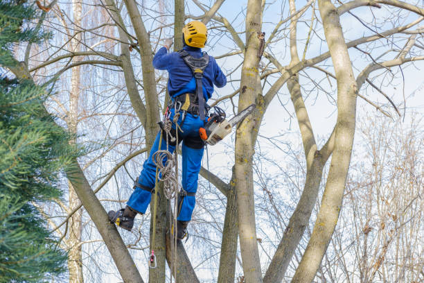 Reliable Temple, TX Tree Services Solutions